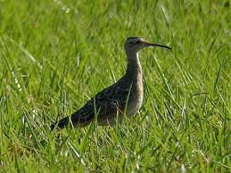 Image result for Numenius minutus