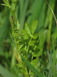 Attēlu rezultāti vaicājumam “Cardamine amara leaf”