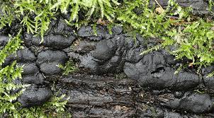 Attēlu rezultāti vaicājumam “Kretzschmaria deusta”