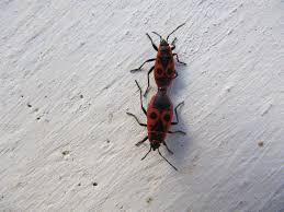 Attēlu rezultāti vaicājumam “Pyrrhocoris apterus”