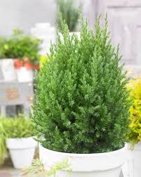 Attēlu rezultāti vaicājumam “Juniperus chinensis”