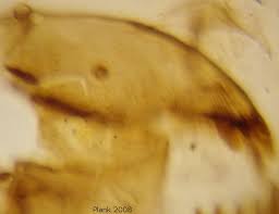 Attēlu rezultāti vaicājumam “Tanytarsus”