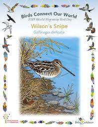 Attēlu rezultāti vaicājumam “Gallinago gallinago nest”