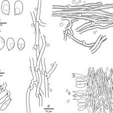 Attēlu rezultāti vaicājumam “Hapalopilus aurantiacus”
