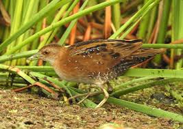 Image result for Porzana pusilla