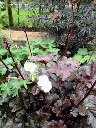 Image result for Heuchera Metallica