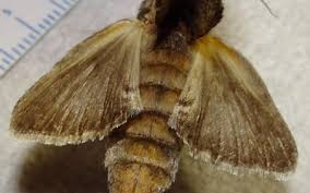 Attēlu rezultāti vaicājumam “Notodontidae”