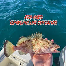 Image result for Epinephelus guttatus