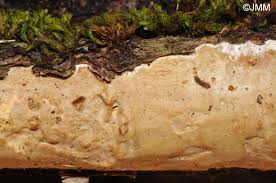 Attēlu rezultāti vaicājumam “Vuilleminia comedens”