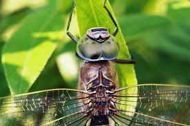 Attēlu rezultāti vaicājumam “Aeshna viridis”