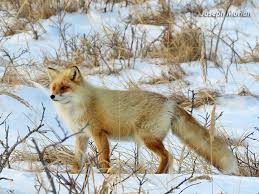 Attēlu rezultāti vaicājumam “Vulpes vulpes”