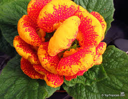 Image result for Calceolaria