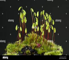 Attēlu rezultāti vaicājumam “Pohlia nutans sporophyte”