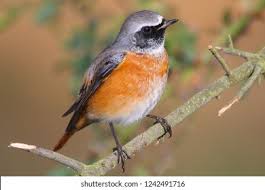 Attēlu rezultāti vaicājumam “Phoenicurus phoenicurus male”