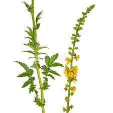 Attēlu rezultāti vaicājumam “Agrimonia eupatoria flower”