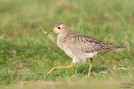 Image result for Bartramia longicauda