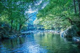 Image result for New Forest/Waterside