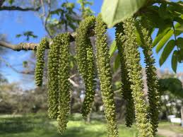 Attēlu rezultāti vaicājumam “Juglans mandshurica”