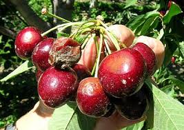 Attēlu rezultāti vaicājumam “Trichia botrytis var. cerifera macro”