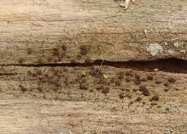 Attēlu rezultāti vaicājumam “Arthonia vinosa”