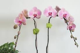 Attēlu rezultāti vaicājumam “Didymium aggregatum”