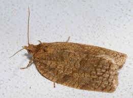 Attēlu rezultāti vaicājumam “Aphelia viburniana”