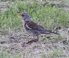 Attēlu rezultāti vaicājumam “Turdus pilaris”