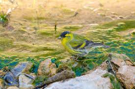 Attēlu rezultāti vaicājumam “Carduelis spinus”