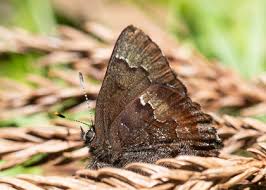 Attēlu rezultāti vaicājumam “Theclinae”