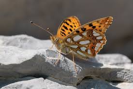 Attēlu rezultāti vaicājumam “Issoria lathonia”