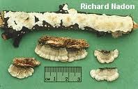 Attēlu rezultāti vaicājumam “Irpex lacteus”