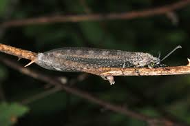 Attēlu rezultāti vaicājumam “Myrmeleontidae imago”