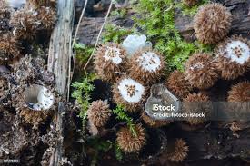 Attēlu rezultāti vaicājumam “Cyathus striatus”