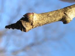 Attēlu rezultāti vaicājumam “Kalopanax septemlobus”