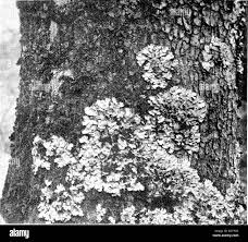 Attēlu rezultāti vaicājumam “Lobaria amplissima”