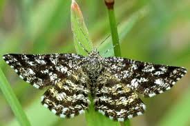 Attēlu rezultāti vaicājumam “Ematurga atomaria”