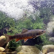 Image result for Salvelinus fontinalis