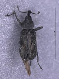 Attēlu rezultāti vaicājumam “Magdalis sp.”