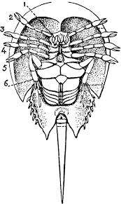 Image result for Limulus polyphemus