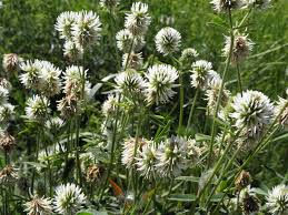 Attēlu rezultāti vaicājumam “Trifolium montanum fruit”