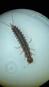 Attēlu rezultāti vaicājumam “Nebria brevicollis”