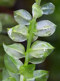 Attēlu rezultāti vaicājumam “Plagiomnium medium”