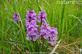 Attēlu rezultāti vaicājumam “Dactylorhiza maculata flower”