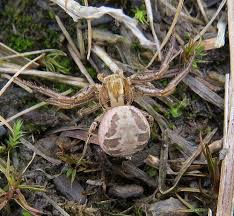 Attēlu rezultāti vaicājumam “Xysticus cristatus”
