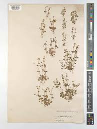 Attēlu rezultāti vaicājumam “Saxifraga cymbalaria fruit”