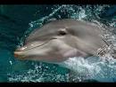 Cetacea - Meet the Mammals - Burke Museum