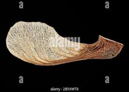 Attēlu rezultāti vaicājumam “Acer tataricum fruit”