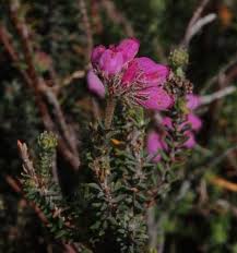 Attēlu rezultāti vaicājumam “Erica tetralix”