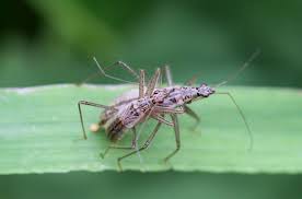 Attēlu rezultāti vaicājumam “Nabis limbatus”