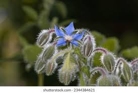 Attēlu rezultāti vaicājumam “Borago officinalis bud”